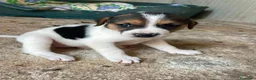Meticcio cani in regalo: TARZAN e JANE - Annuncio 2