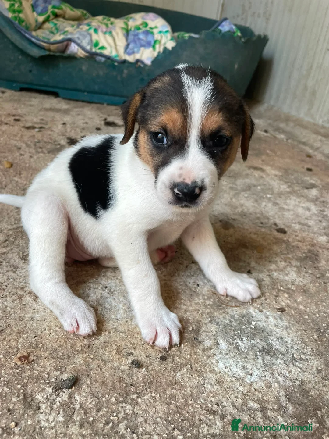 Meticcio cani in regalo: TARZAN e JANE - Annuncio 2