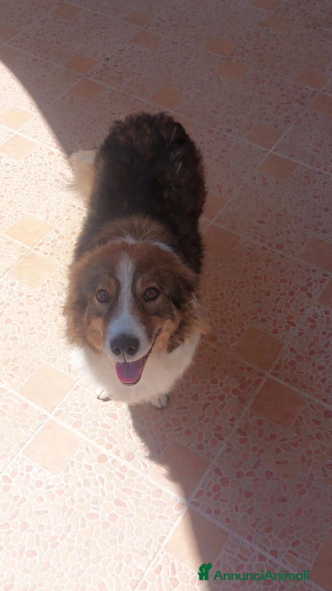 Meticcio cani in regalo: Lola, dolcezza disarmante a Città Metropolitana di Bologna - Annuncio 2