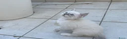 Ragdoll gatti in vendita: Ragdoll maschi - Annuncio 3