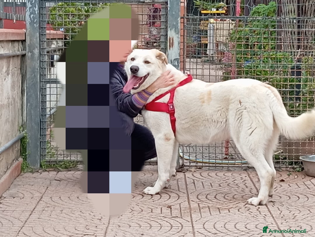 Meticcio cani in regalo: Nuage: cucciolona taglia media socievole  a Città Metropolitana di Genova - Annuncio 8