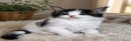 Maine Coon gatti in vendita: Splendidi cuccioli arlecchini - Annuncio 2
