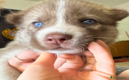 Husky cani in vendita: CUCCIOLI DI SIBERIAN HUSKY a Provincia di Perugia - Immagine 5