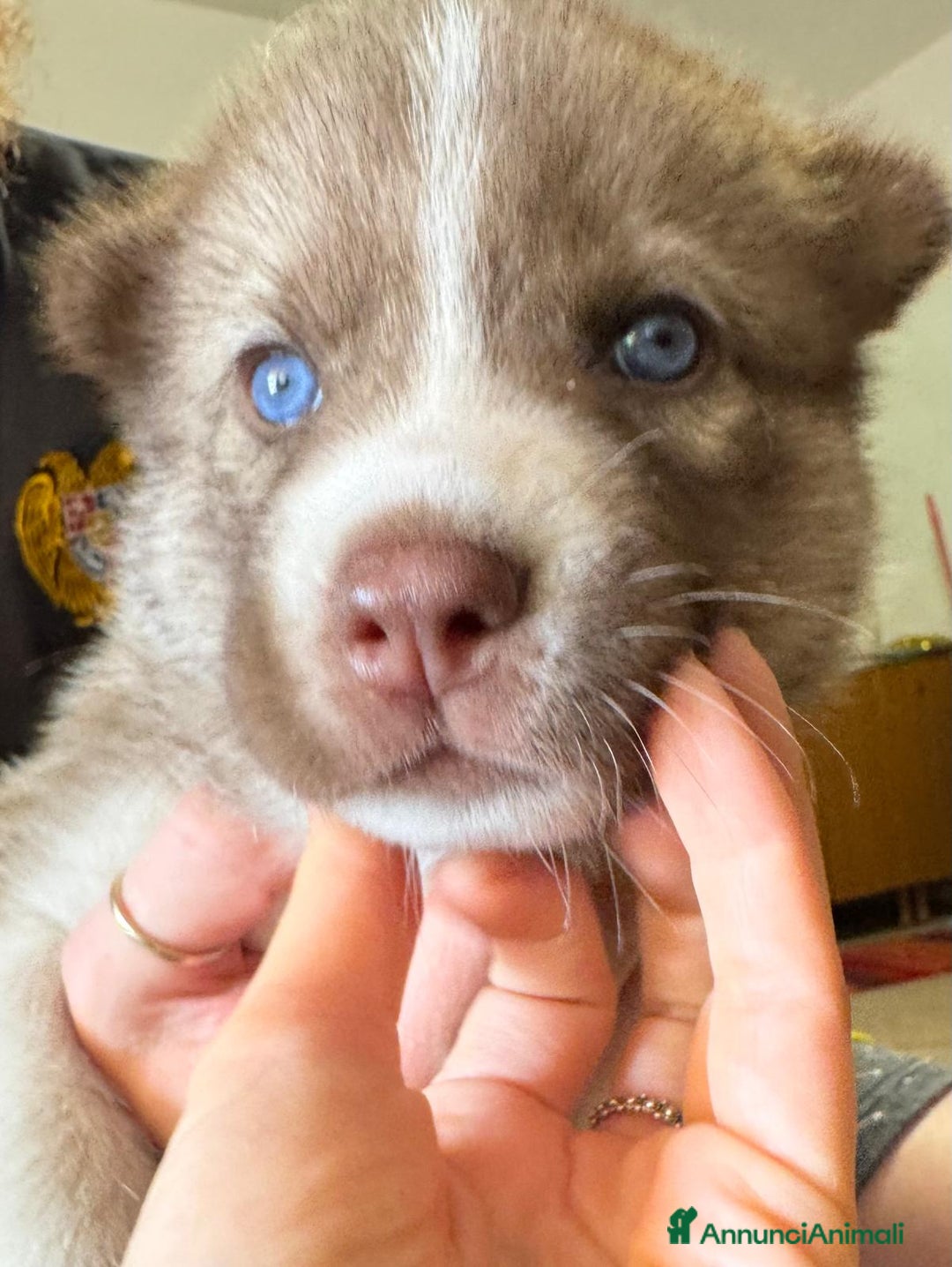 Husky cani in vendita: CUCCIOLI DI SIBERIAN HUSKY a Provincia di Perugia - Immagine 5