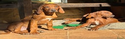 Rhodesian Ridgeback cani in vendita: Rhodesian Ridgeback  - Annuncio 5