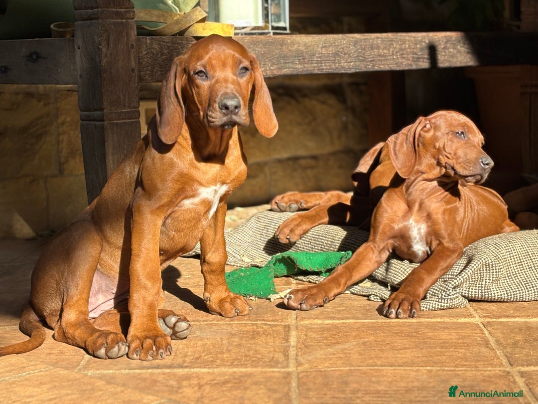 Rhodesian Ridgeback cani in vendita: Rhodesian Ridgeback  - Annuncio 5