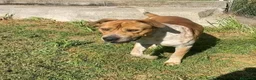 Meticcio cani in regalo: CASPER bravo ed equilibrato - Annuncio 4