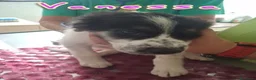 Meticcio cani in regalo: 5 meravigliosi cuccioli tg grande a Provincia di Lucca - Annuncio 5