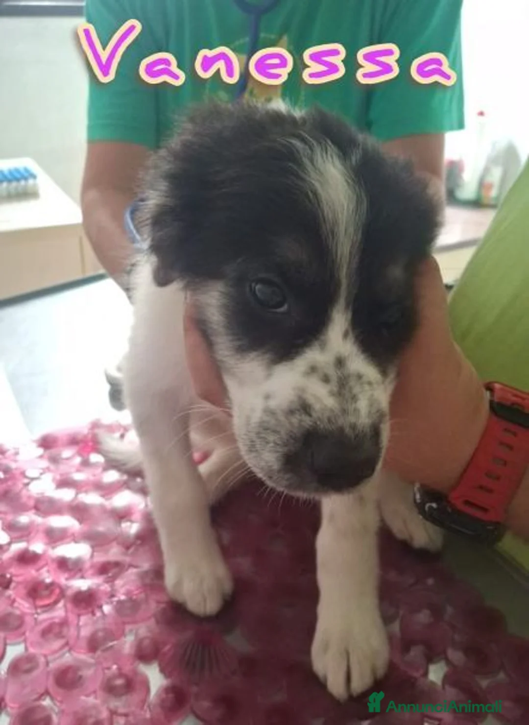 Meticcio cani in regalo: 5 meravigliosi cuccioli tg grande a Provincia di Lucca - Annuncio 5
