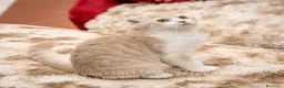 Scottish gatti in vendita: Maschietti Scottish Fold - Annuncio 13