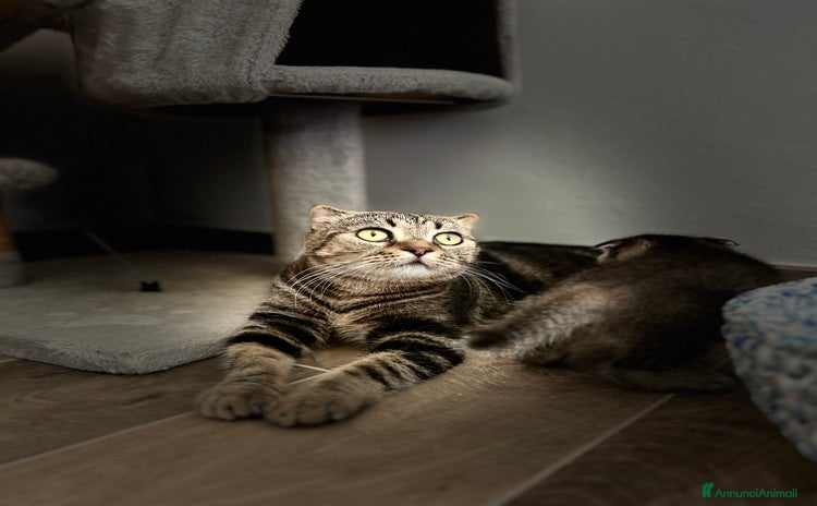 Scottish gatti - Annuncio 3