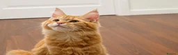 Maine Coon gatti in vendita: Cucciola Maine Coon con Pedegree - Annuncio 2