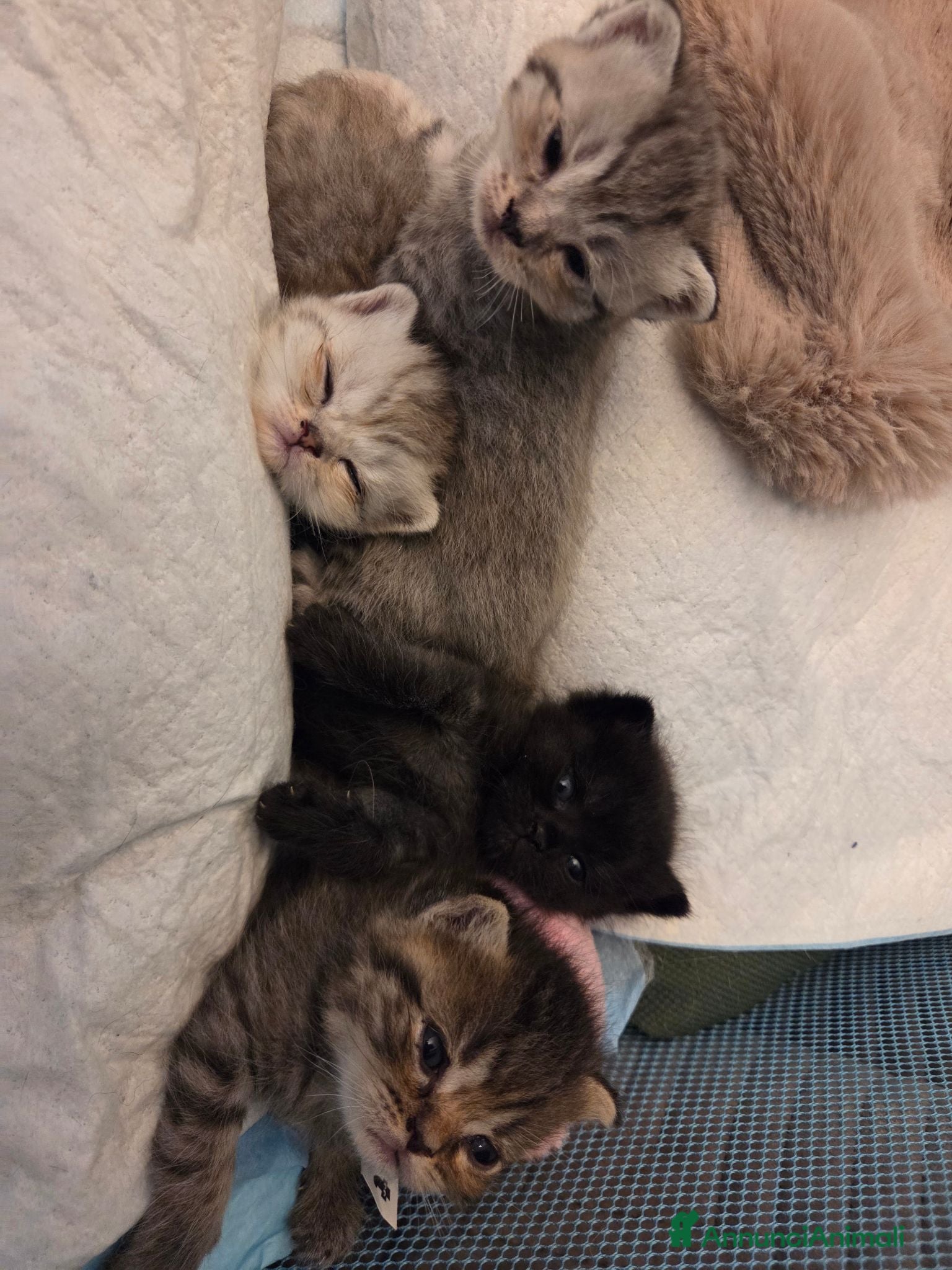 Altre razze gatti Meravigliosi Cuccioli in Arrivon  🐾 - Annuncio 32