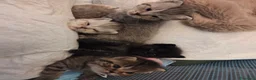 Altre razze gatti in vendita: Meravigliosi Cuccioli in Arrivon  🐾 - Annuncio 1