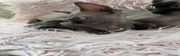 Sphynx gatti in vendita: Gatti sphynx - Annuncio 11