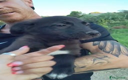 Altre razze cani in regalo: Cuccioli di 3 mesi cercano adozione urgente  a Provincia di Parma - Immagine 11