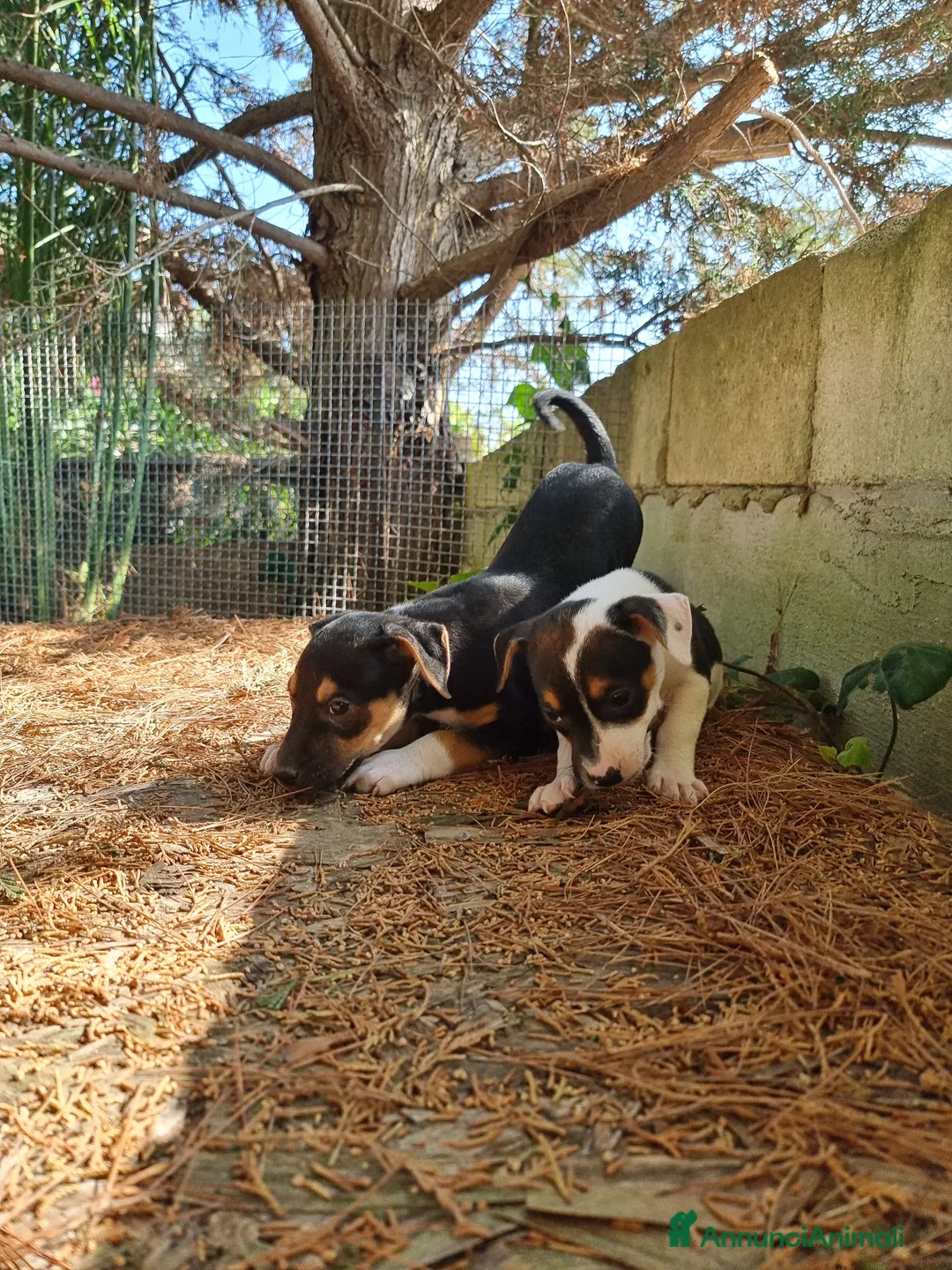 American Staffordshire cani in vendita: Cuccioli Amstaff con pedigree  a Provincia di Potenza - Annuncio 3