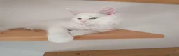 Maine Coon gatti in vendita: Cuccioli Maine Coon a Provincia di Padova - Annuncio 2