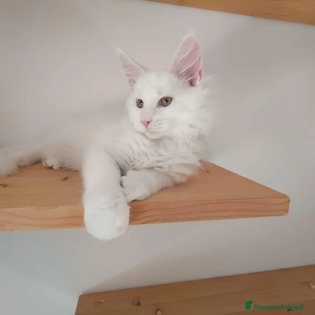 Maine Coon gatti in vendita: Cuccioli Maine Coon a Provincia di Padova - Annuncio 2