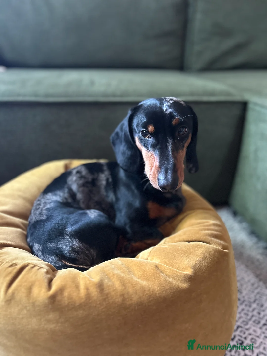 Bassotto cani per accoppiamento: Bassotto Arlecchino per monta (Bologna) a Città Metropolitana di Bologna - Annuncio 1