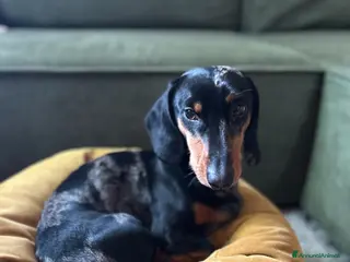 Bassotto cani Bassotto Arlecchino per monta (Bologna) - Annuncio 1