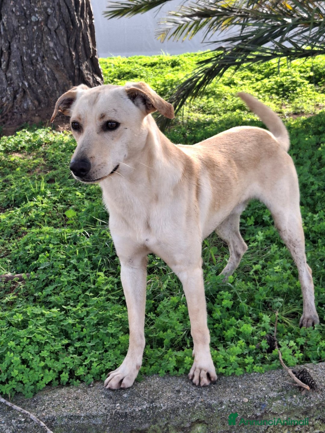 Meticcio cani in regalo: OLLY 💙 - irresistibile cucciolone taglia media 🤩 - Annuncio 4