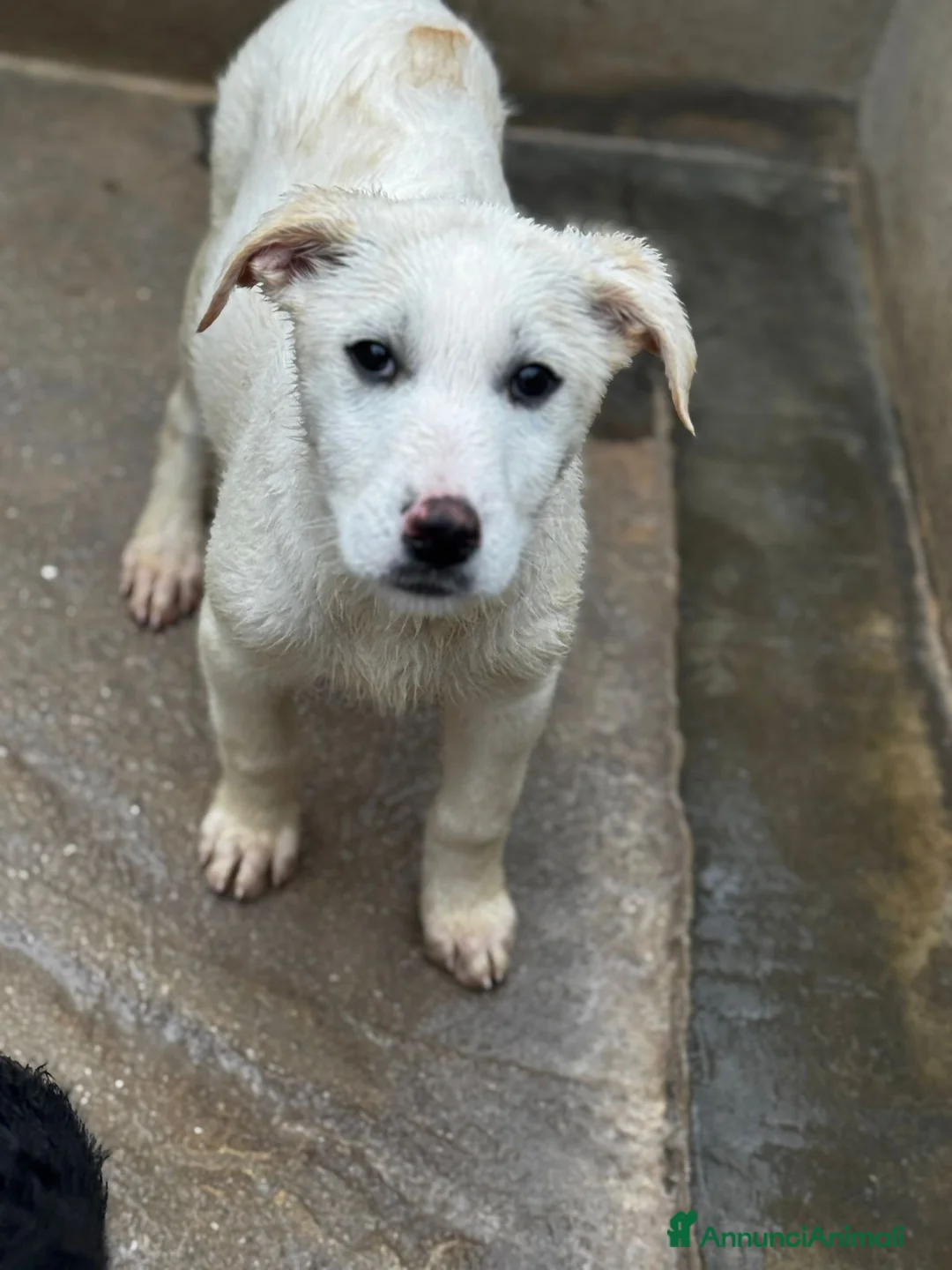 Meticcio cani in regalo: Luna cucciola in adozione  - Annuncio 3