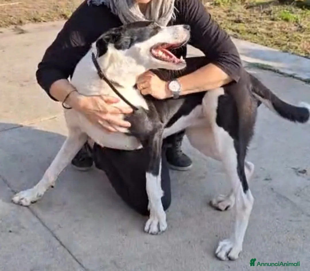 Meticcio gatti in regalo: Mix Amstaff femmina oltre 3anni di appelli CREMONA - Annuncio 8