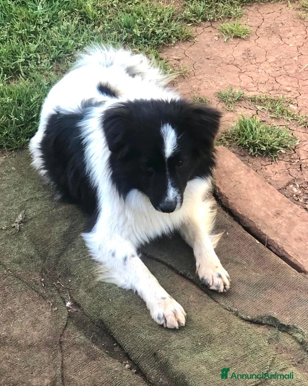 Meticcio cani in regalo: Giorgio simil border collie a pelo lungo - Annuncio 2