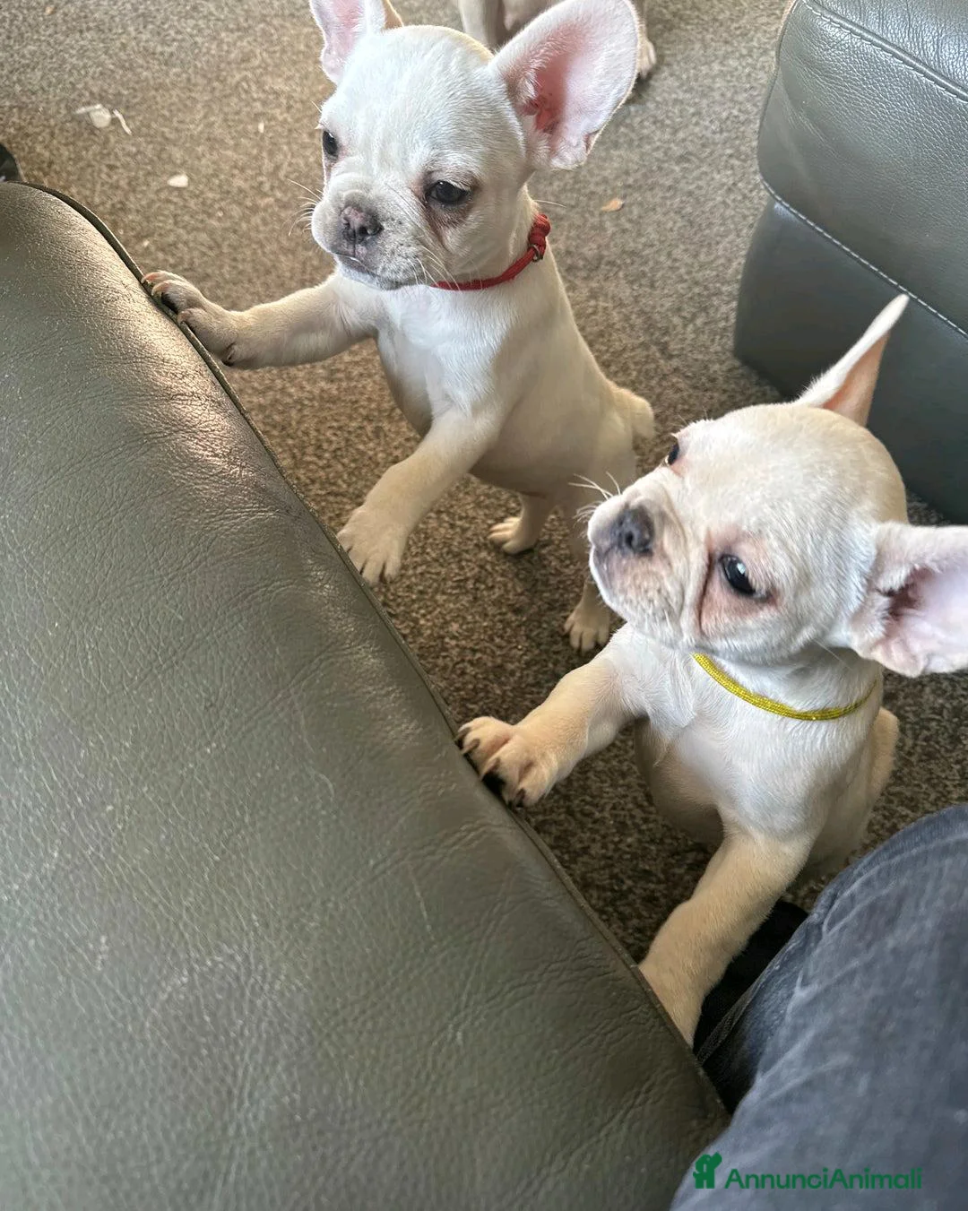 Bulldog Francese cani in vendita: Cuccioli di Bulldog Francese Registrati KC a Città metropolitana di Milano - Annuncio 11