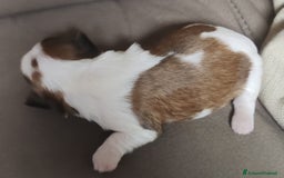 Shih Tzu cani in vendita: Cuccioli di shitzu a Provincia di Cuneo - Immagine 9