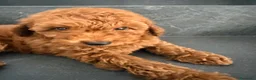 Barboncino Toy cani in vendita: Cucciolo barboncino toy - Annuncio 3