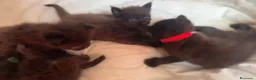 Maine Coon gatti in vendita: Cuccioli di maine coon manto nero  - Annuncio 10