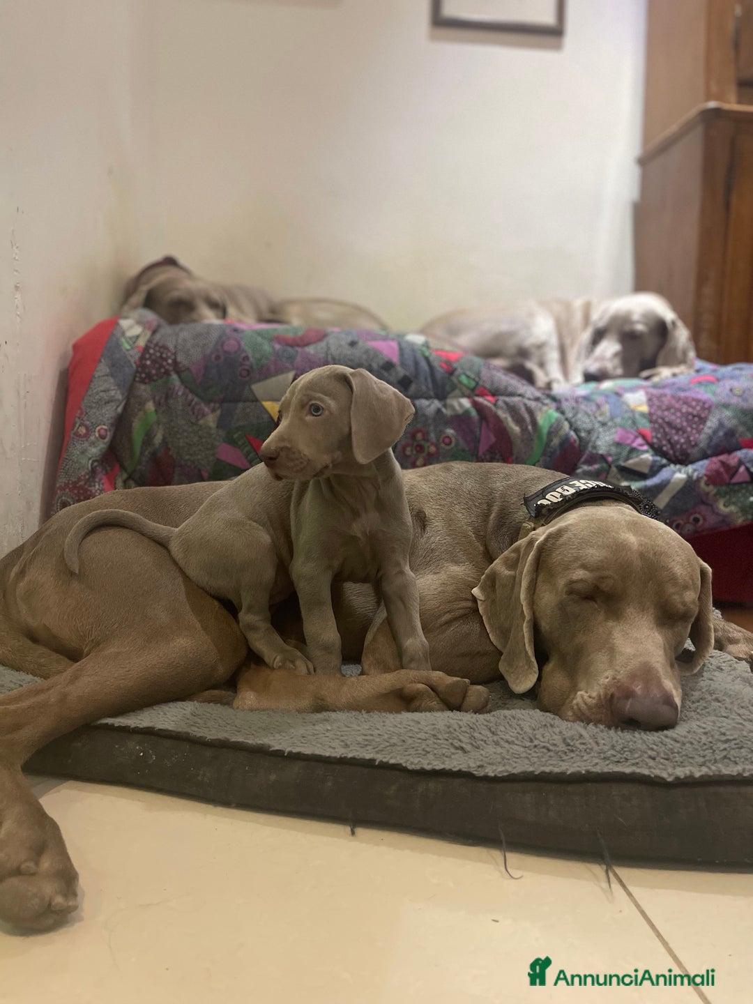 Weimaraner cani in vendita: Weimaraner cuccioli pubblicità‘ segugio  - Annuncio 4