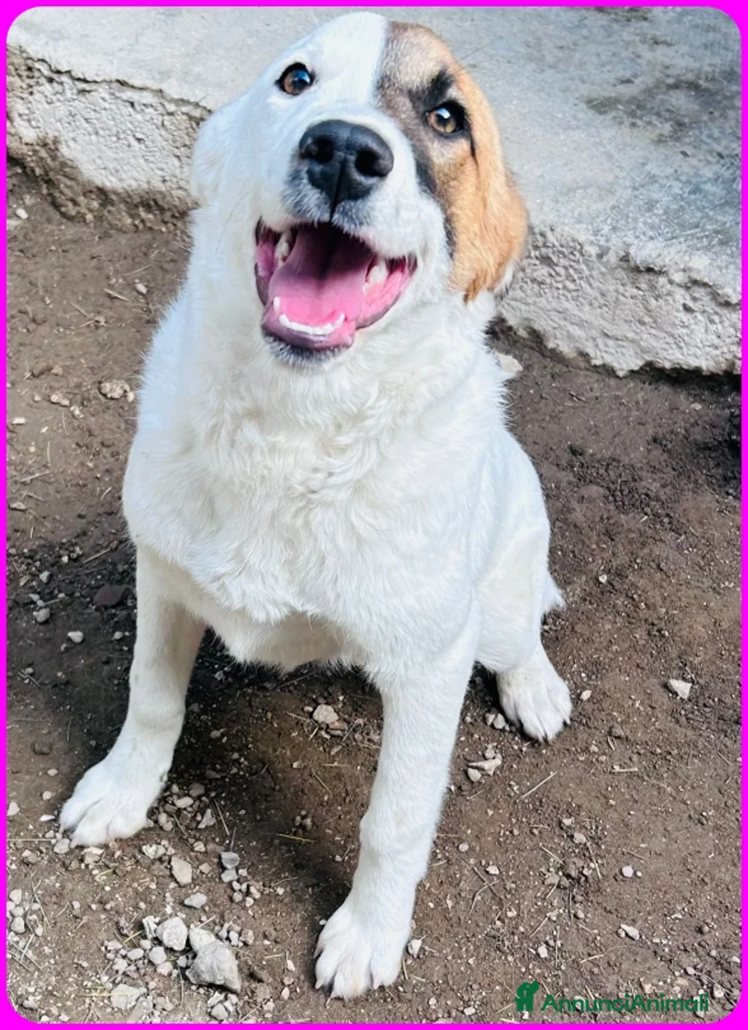 Meticcio cani in regalo: MASCHERINA CUCCIOLONA SIMIL JACK RUSSEL 7-8 MESI - Annuncio 4