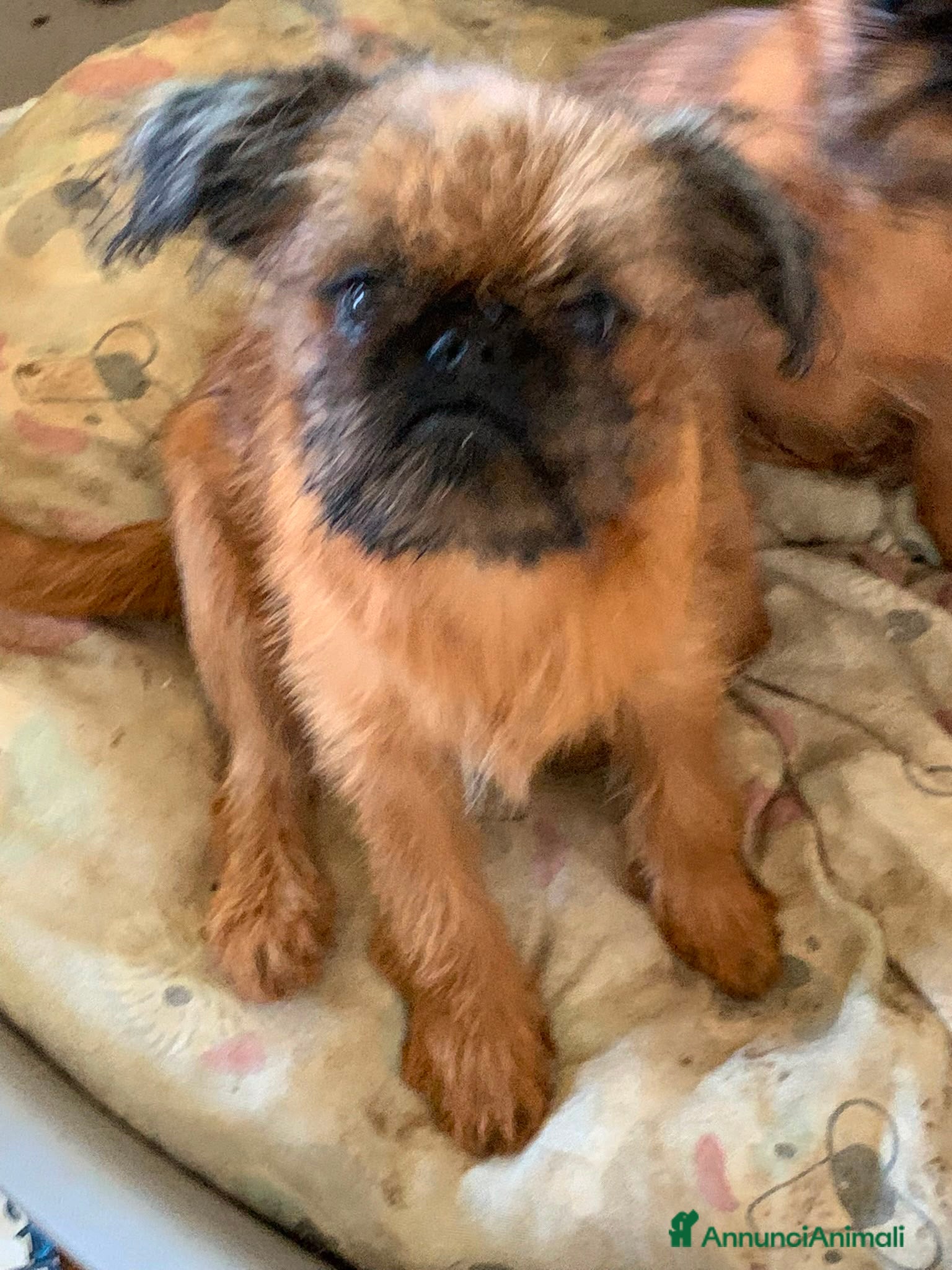 Griffone a Pelo Duro cani Griffone di Bruxelles - maschio di 7 mesi dispon.  - Annuncio 24