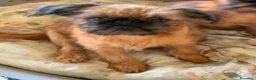 Griffone a Pelo Duro cani in vendita: Griffone di Bruxelles - maschio di 7 mesi dispon.  - Annuncio 1