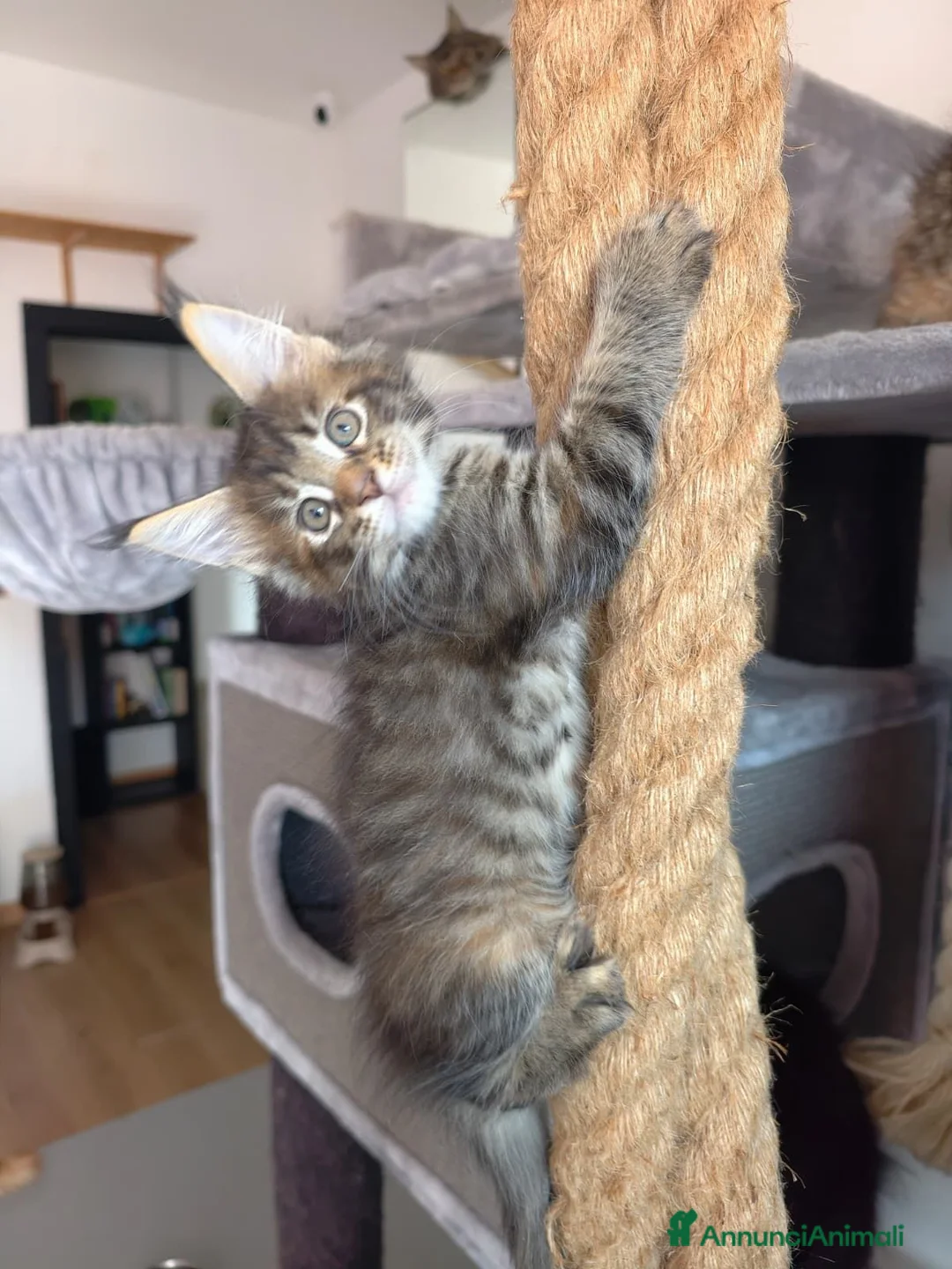 Maine Coon gatti in vendita: Bellissima cucciola Maine coon  - Annuncio 1