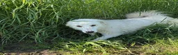 Meticcio cani in regalo: MOLLY, un raggio di sole - Annuncio 6