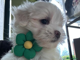 Maltese cani Cuccioli di maltese - Annuncio 11