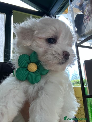Maltese cani - Annuncio 2