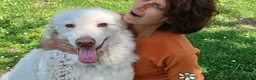 Meticcio cani in regalo: IL DOLCE FULVIO CERCA LA SUA FAMIGLIA - Annuncio 2