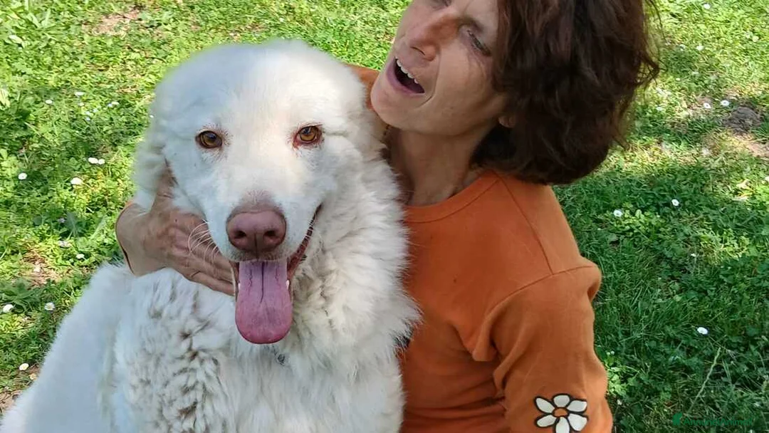 Meticcio cani in regalo: IL DOLCE FULVIO CERCA LA SUA FAMIGLIA - Annuncio 2
