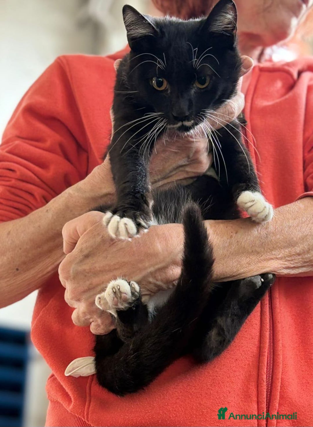 Europeo gatti in regalo: Due Gattini di 6 mesi - Annuncio 7