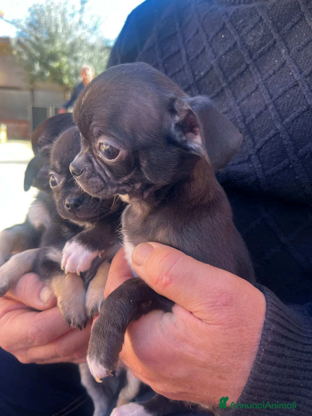 Chihuahua cani in vendita: Chihuahua - Annuncio 6