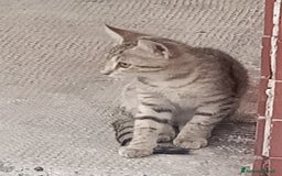Meticcio gatti in regalo: Gattino di circa 3 mesi a Province of Alessandria - Immagine 3