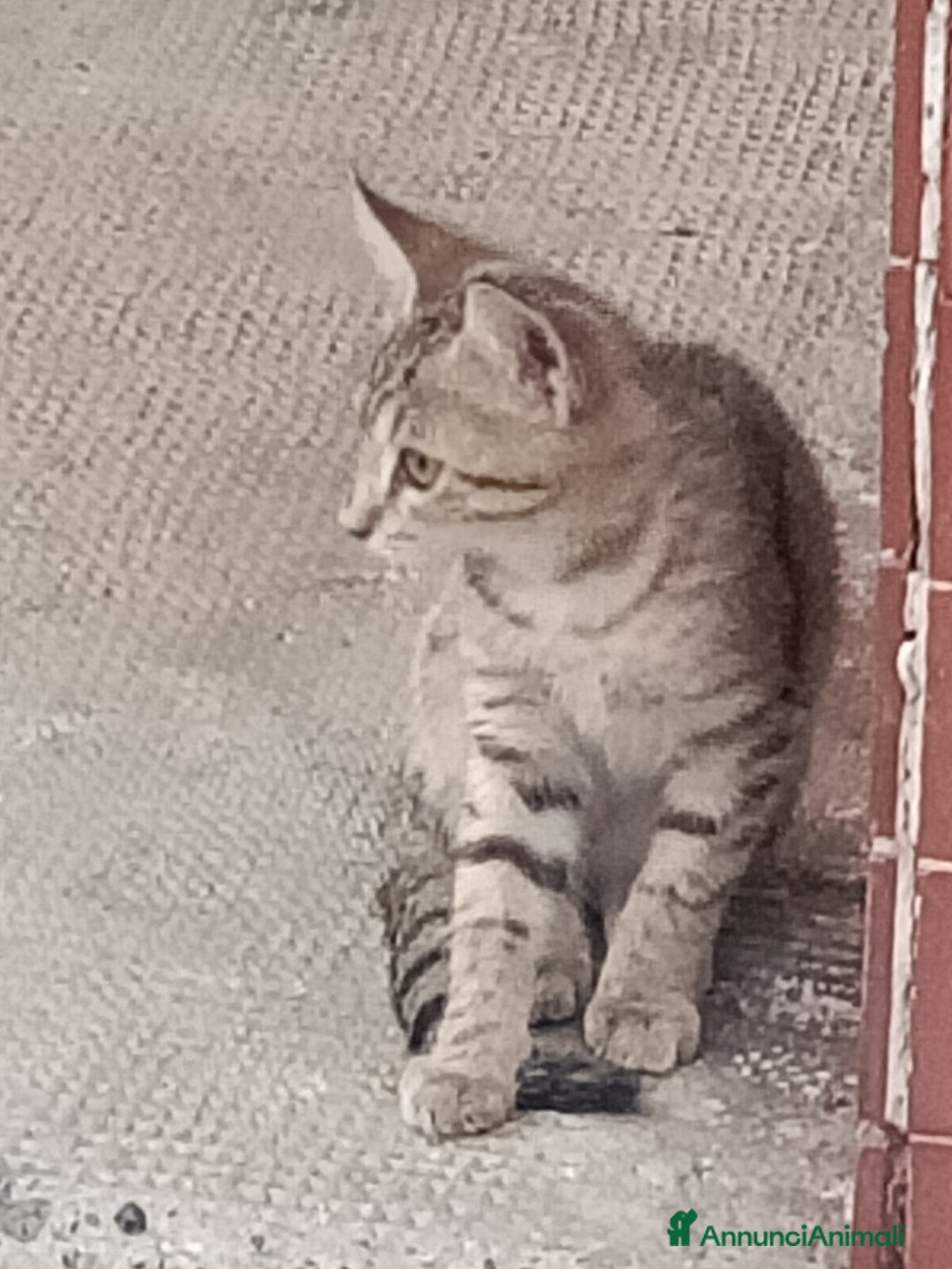 Meticcio gatti in regalo: Gattino di circa 3 mesi a Province of Alessandria - Immagine 3