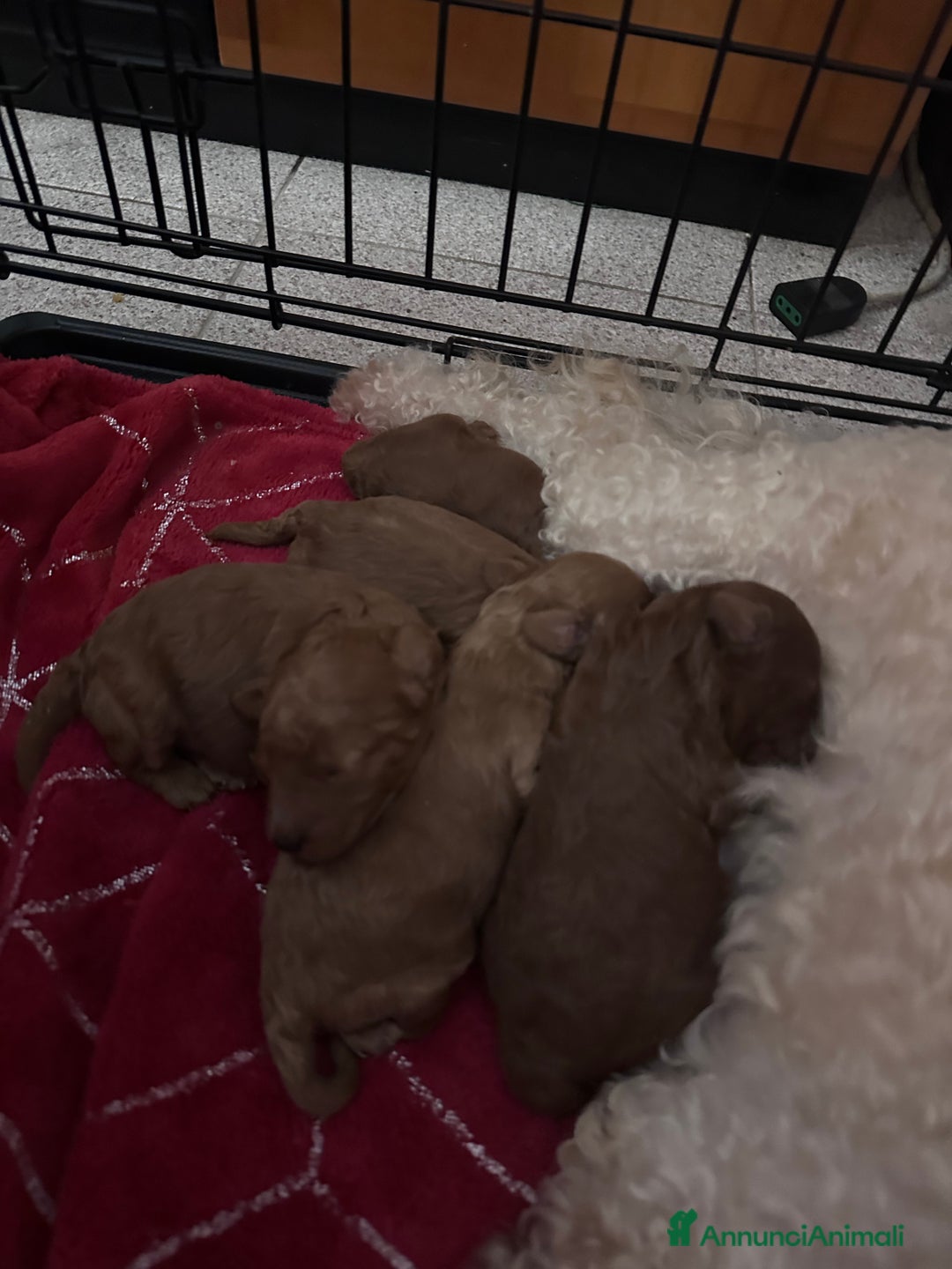 Barboncino cani in vendita: Barboncini cuccioli  a Provincia di Treviso - Annuncio 2