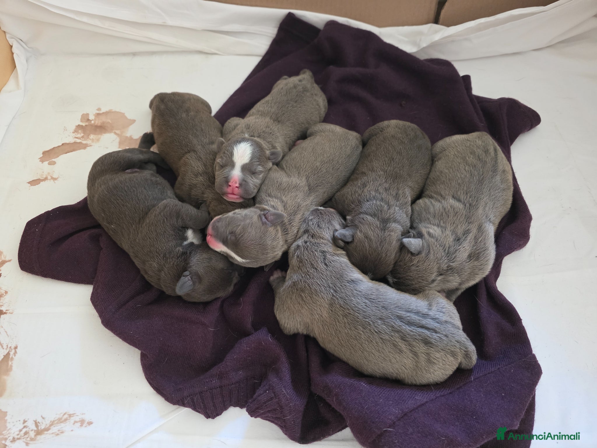 American Staffordshire cani Cuccioli di Amstaff - Annuncio 1