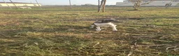Meticcio cani in regalo: Mamma Cozza: dolce e socievole. Taglia contenuta  - Annuncio 7